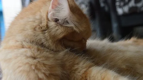 Orange cat Video stock 224257015