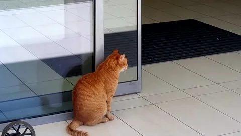 Orange Cat In Front Of The Door Stock Footage 236913271