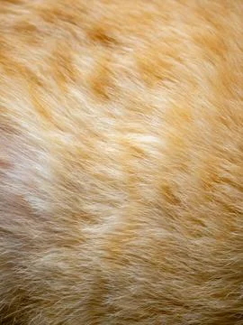 Orange Cat Fur Macro: Ginger Feline Coat Texture Close-up Soft Fluffy Hair .. Stock Photos