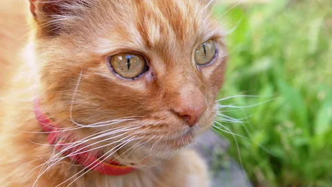 Orange Cat in the Garden Stock Footage 293207492