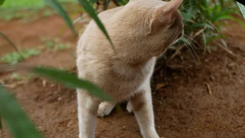 Orange cat getting petted on the ground with bokeh leaf Stock Footage 258344747