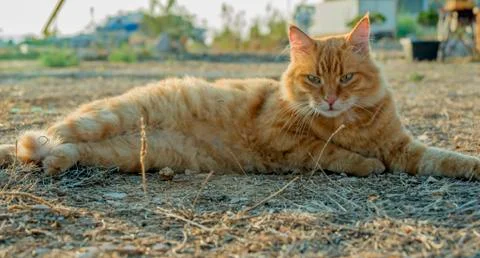 Orange cat getting some sun heat Stock Photos