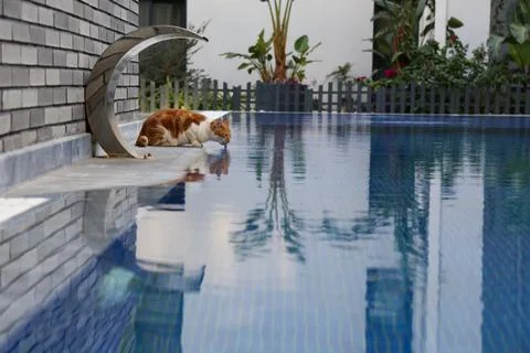Orange cat ginger Stock Photos