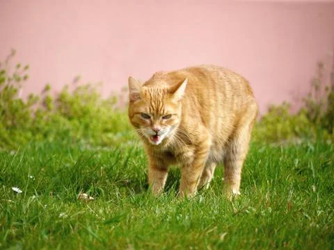 Orange cat in grass getting angry Stock Photos