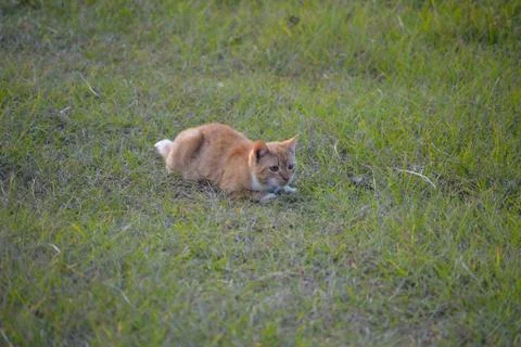 Orange cat in the grass Foto stock