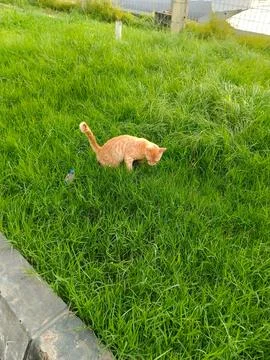 Orange cat on the grass Stock Photos
