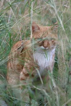Orange cat grass Foto stock
