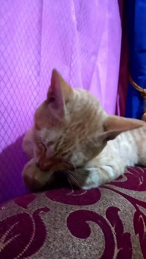 Orange Cat Grooming Front Paw Close Up Vertical Video 库存影片 337033192