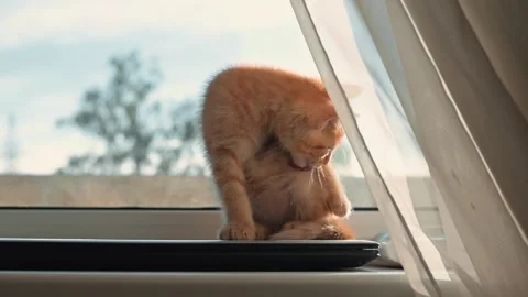 An orange cat is grooming itself on a ledge by a window as sunlight comes Video stock 339025602