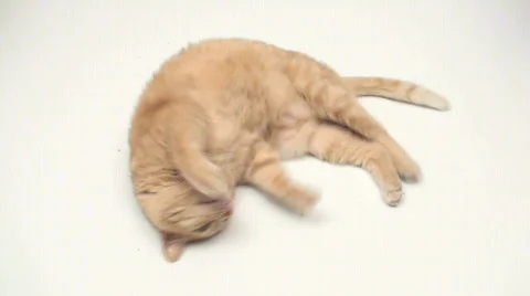 Orange cat - HD  Stock Footage 445718