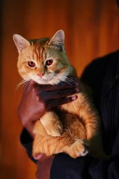 Orange Cat Held in Arms Stock Photos