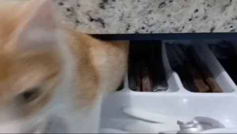 Orange cat hid inside cutlery trap Stock Footage 277007665