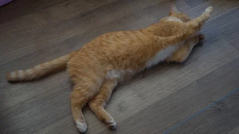 Orange Cat iis chilling on the flor Stock Footage 111293476