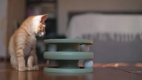 An orange cat interacts with a toy track that has a rolling ball. The feline Vídeos de archivo 344450903
