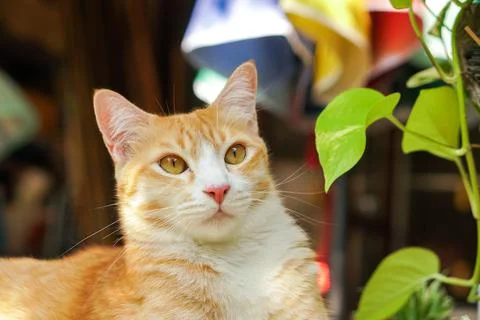 The orange cat is interested in something. Stock Photos