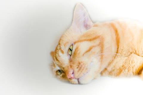 Orange Cat Isolated on White Background Stock Photos