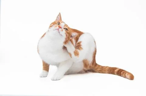 Orange cat with an itch Stock Photos
