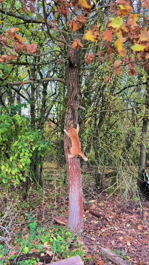 Orange Cat jumps on tree (Meme) Stock Footage 255563643