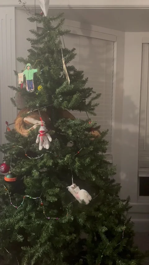 Orange Cat Knocks Over Christmas Tree, Kansas City, Missouri, USA - 12 Nov 2025 Stock Footage 328326500