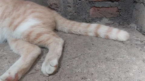 The orange cat that is lazing around Stock Footage 244831091