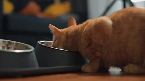 An orange cat leans down to drink water from a bowl placed on a wooden floor. Stock Footage 345868113
