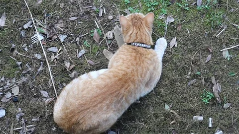 Orange cat leaping in a surprise attack outside Stock Footage 106368811