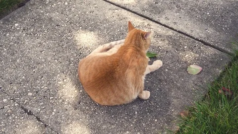 Orange cat licking and standing up Stock Footage