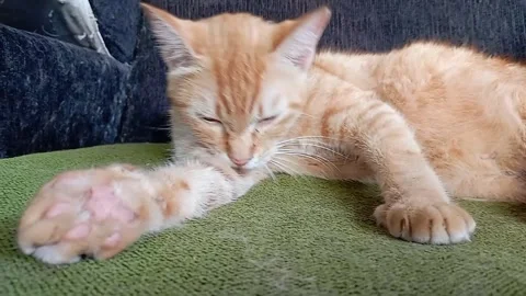 Orange cat is licking his arm 27 sec Stock-Footage 328910933