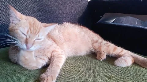 Orange cat is licking his right finger 32 sec Stock-Footage 328910934