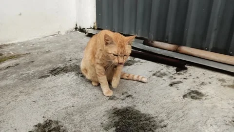 Orange cat licking its fur Stock Footage 184530475