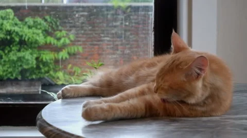 Orange cat licking its fur Stock-Footage 293175308