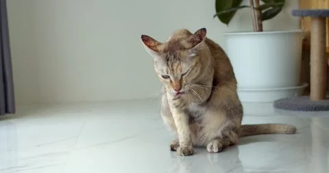 An orange cat is licking itself to clean up.Cute orange cat  fold licks itself. Stock Footage 249792610