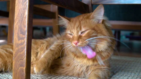 Orange cat is licking to itself Stock Footage 158463592
