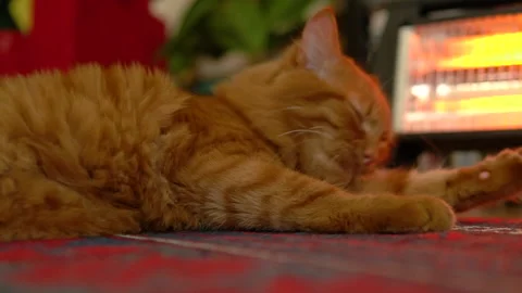 Orange cat is licking to itself Stock-Footage 158466352