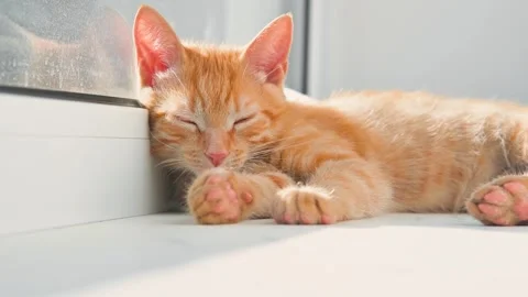 An orange cat lies asleep by a window, basking in the warm sunlight. The cat's Видео 344674807