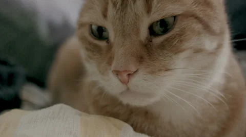Orange Cat Lies on a Comforter, Close Up Stock Footage 39104245