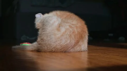 An orange cat lies on its side, playing with a small toy on the floor. It rolls Stock Footage 339025254