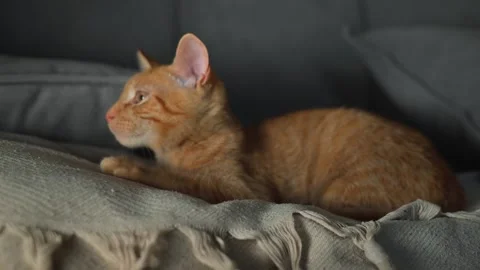 An orange cat lies on soft bedding, appearing relaxed and calm in an indoor Stock Footage 345868307
