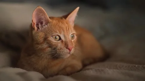 An orange cat lies on a soft surface with different focused expressions across Video stock 345868424