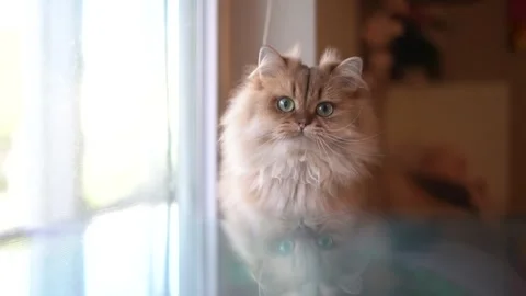Orange Cat Looking Around Visible Reflection 库存影片 255812277