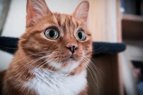 Orange Cat Looking Forward Stock Photos