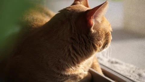 Orange Cat Looking out Screened Window at sunrise Stock Footage 316543388