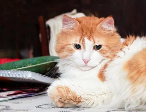 Orange cat looking sideways Stock Photos