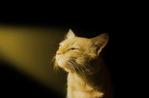 Orange Cat Looking Towards a Beam of Light Stock Photos