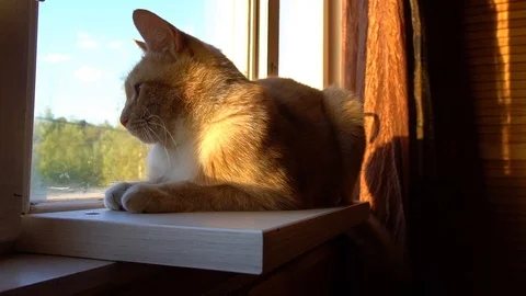 The orange cat is looking in to the window and nervouse Stock Footage 111302378