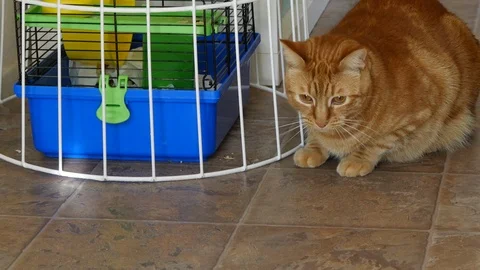 Orange cat looks at moving light Stock Footage 91883016
