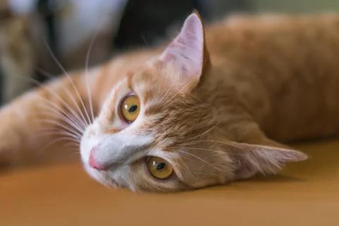 Orange cat is lying down and looking this way. Stock Photos