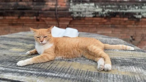 Orange cat lying down indoors and looking around Stock Footage 312094535