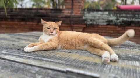 Orange cat lying down indoors and looking around Stock Footage 312096311