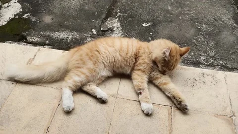 Orange cat lying down licking its fur Stock Footage 161879395